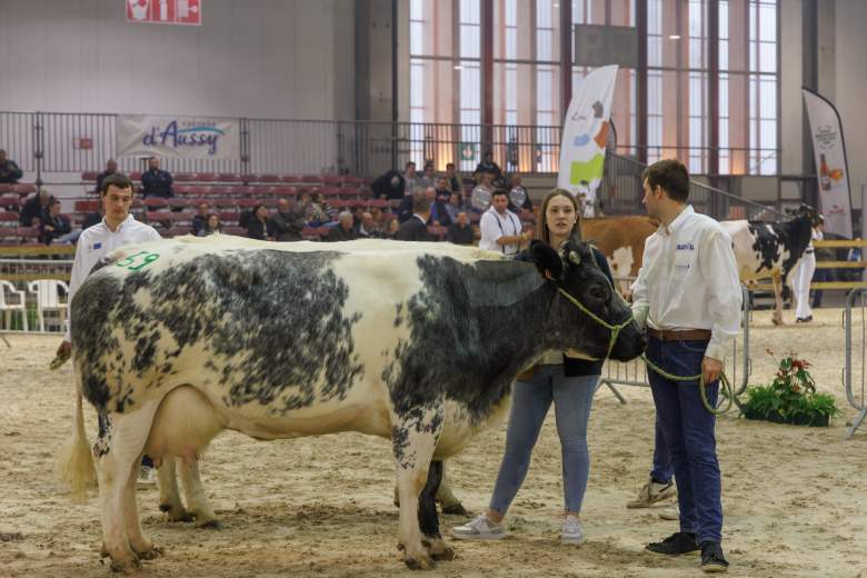 voornemen-om-brussels-livestock-show-opnieuw-te-organiseren-in-2027